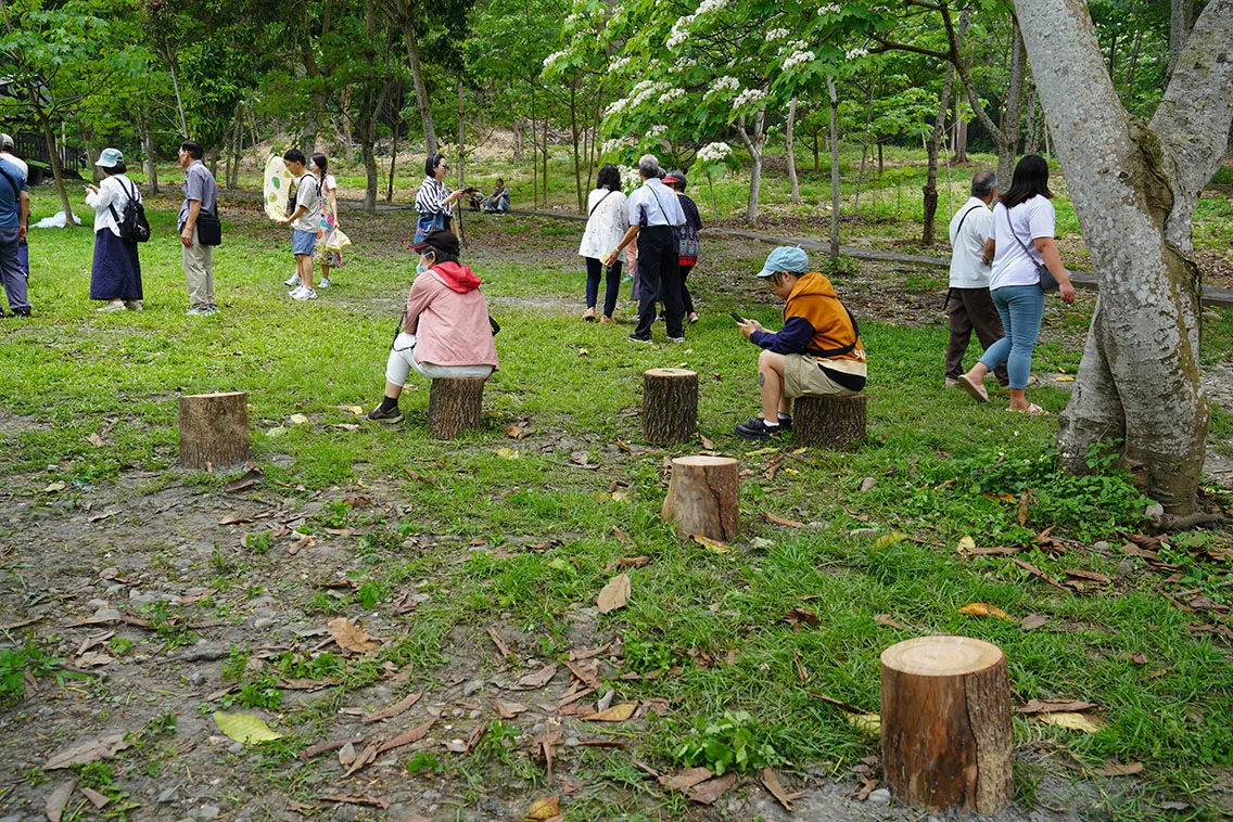 古坑鄉長林慧如，將去年颱風受損的桐花樹，將樹幹截短後再利用製成座椅，供民眾賞花休憩。