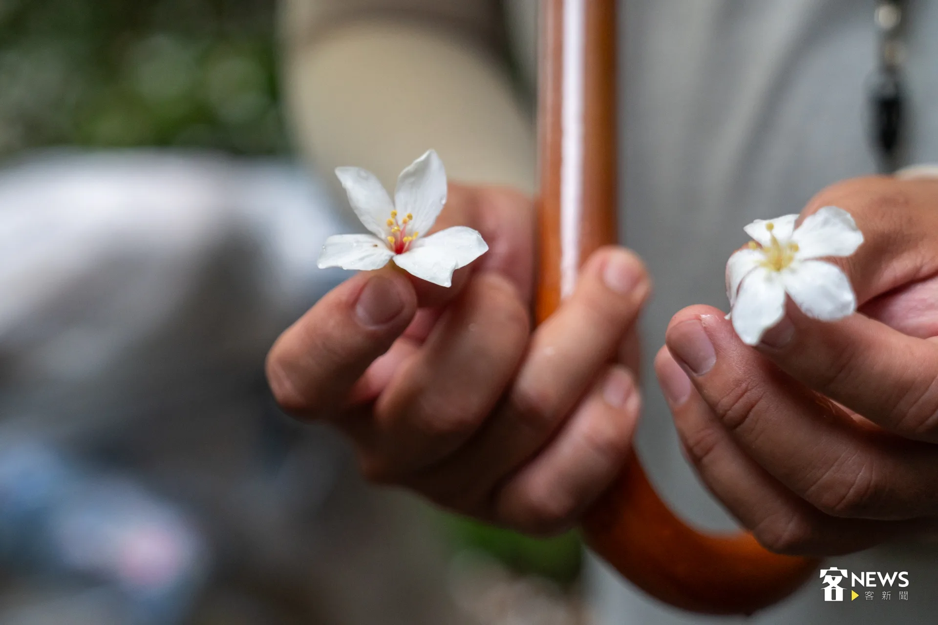 走在安坑山中小路，遇見凋謝滿地的桐花。洪藝晅攝