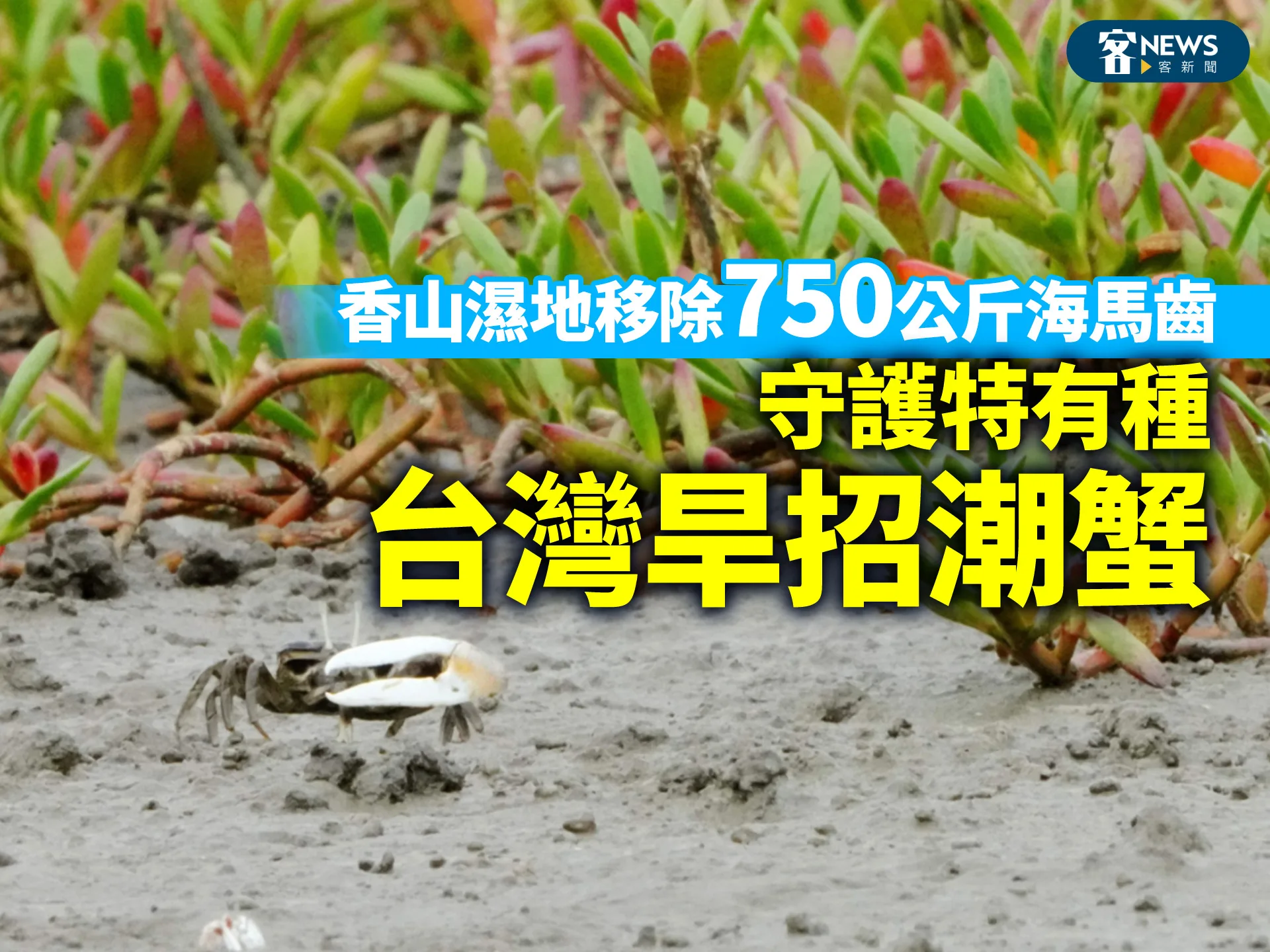 香山濕地移除750公斤海馬齒　守護特有種「台灣旱招潮蟹」