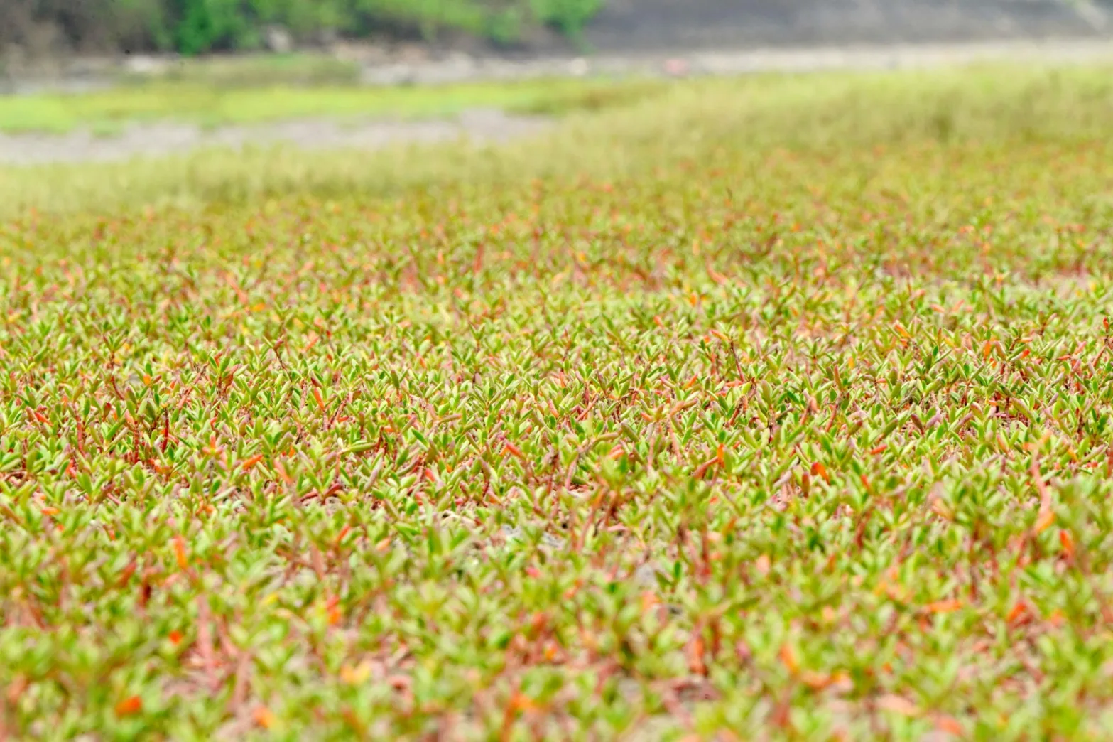 海馬齒生長迅速，會密集覆蓋地表。新竹市政府提供