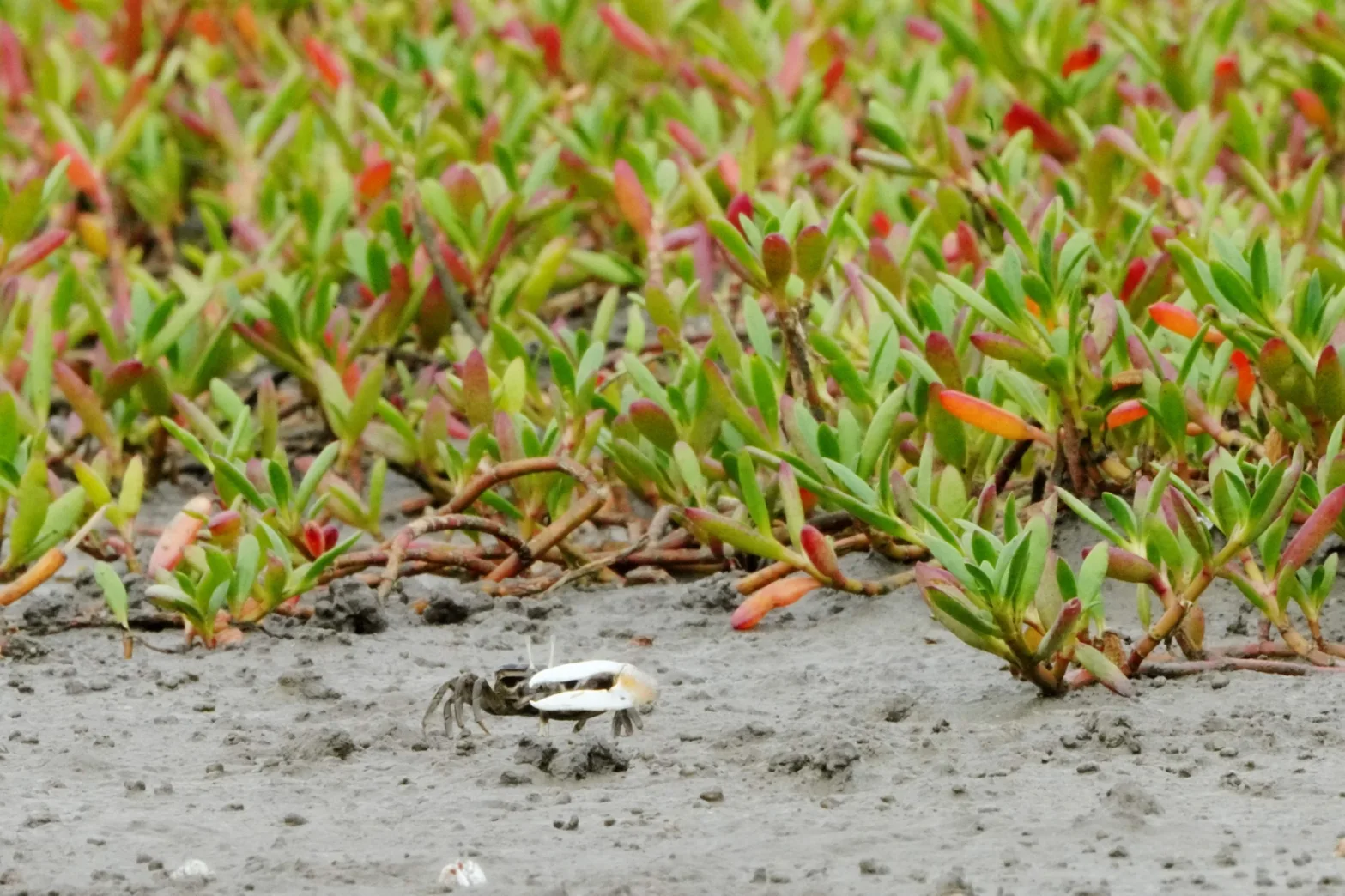 海馬齒蔓延佔據台灣旱招潮棲地。新竹市政府提供