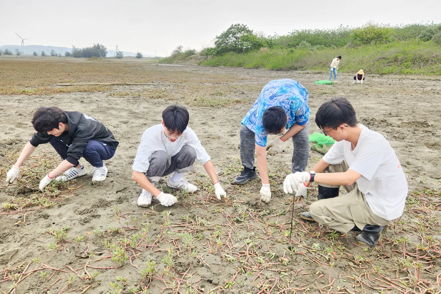 清除海馬齒可恢復開闊灘地，改善台灣旱招潮棲地。新竹市政府提供
