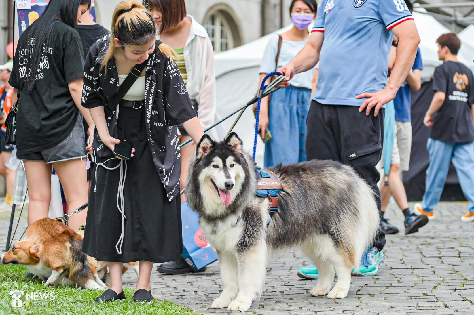 全國家犬登記率今年提升至77.2%；絕育率亦提升至114年71.75%，呈穩定提升趨勢。客新聞資料照