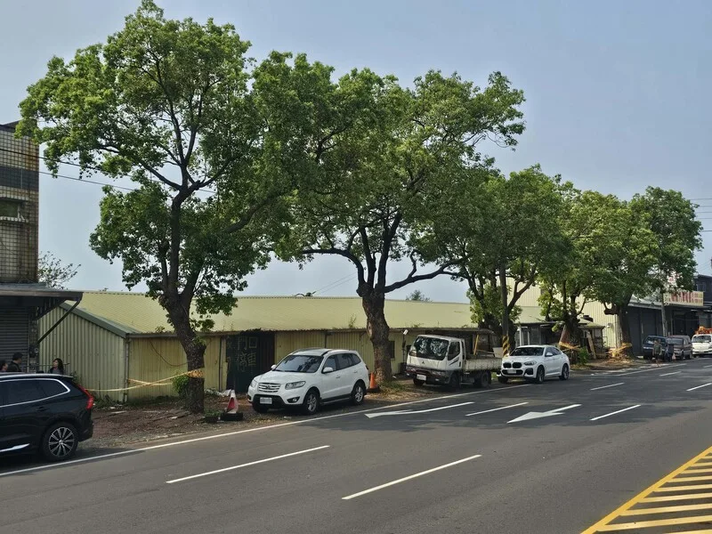 竹市中華路5樟樹成「風險木」　影響通行安全將移除