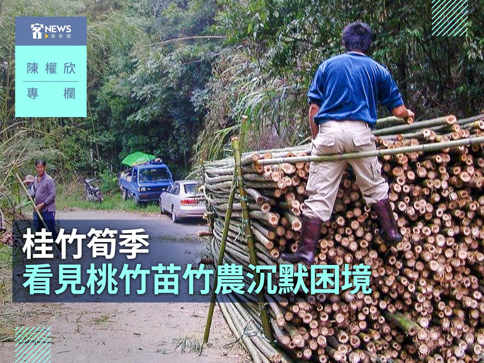 陳權欣專欄／從桂竹筍季　看見桃竹苗竹農沉默困境