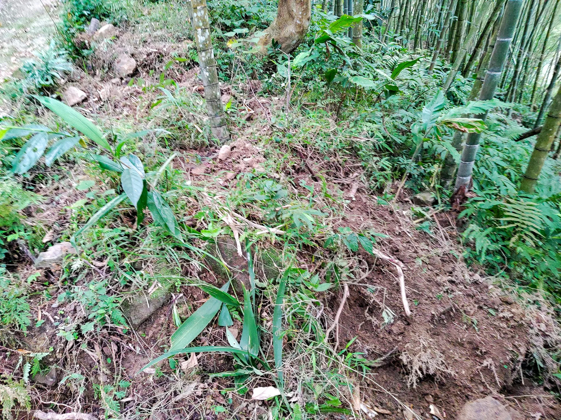 山豬肆虐後的竹園慘狀幾乎是棵筍無收。陳權欣攝