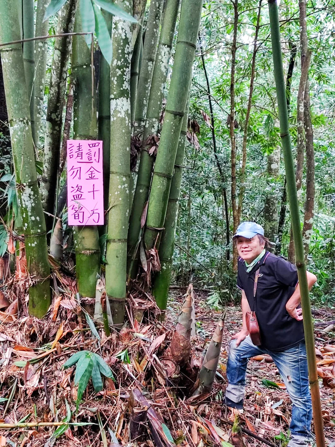 盜採竹筍罰金十萬是山區竹農嚇人的不得己措施，盜採太嚴重了。陳權欣攝