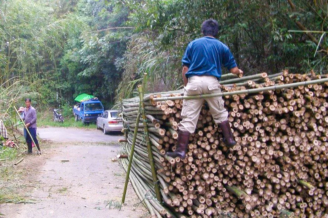尖石後山的桂竹品相佳，還可賣到竹山，做成竹劍外銷日本。陳權欣攝