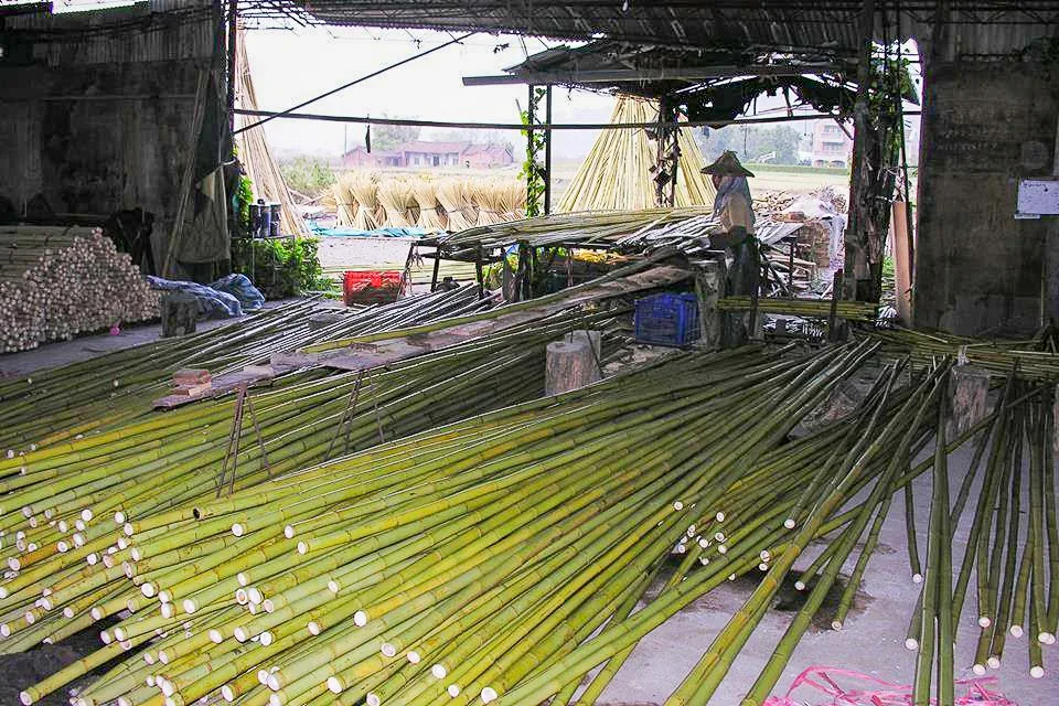 苗栗還看得到有桂竹加工廠收購桂竹，價錢壓得很低。陳權欣攝