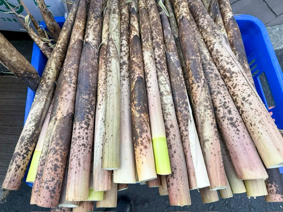 月桃花開的時候也是桂竹筍生產的季節。但桃竹苗桂竹筍農，幾乎沒有人靠賣竹筍為生。這也是桂竹園都荒廢的原因。陳權欣攝