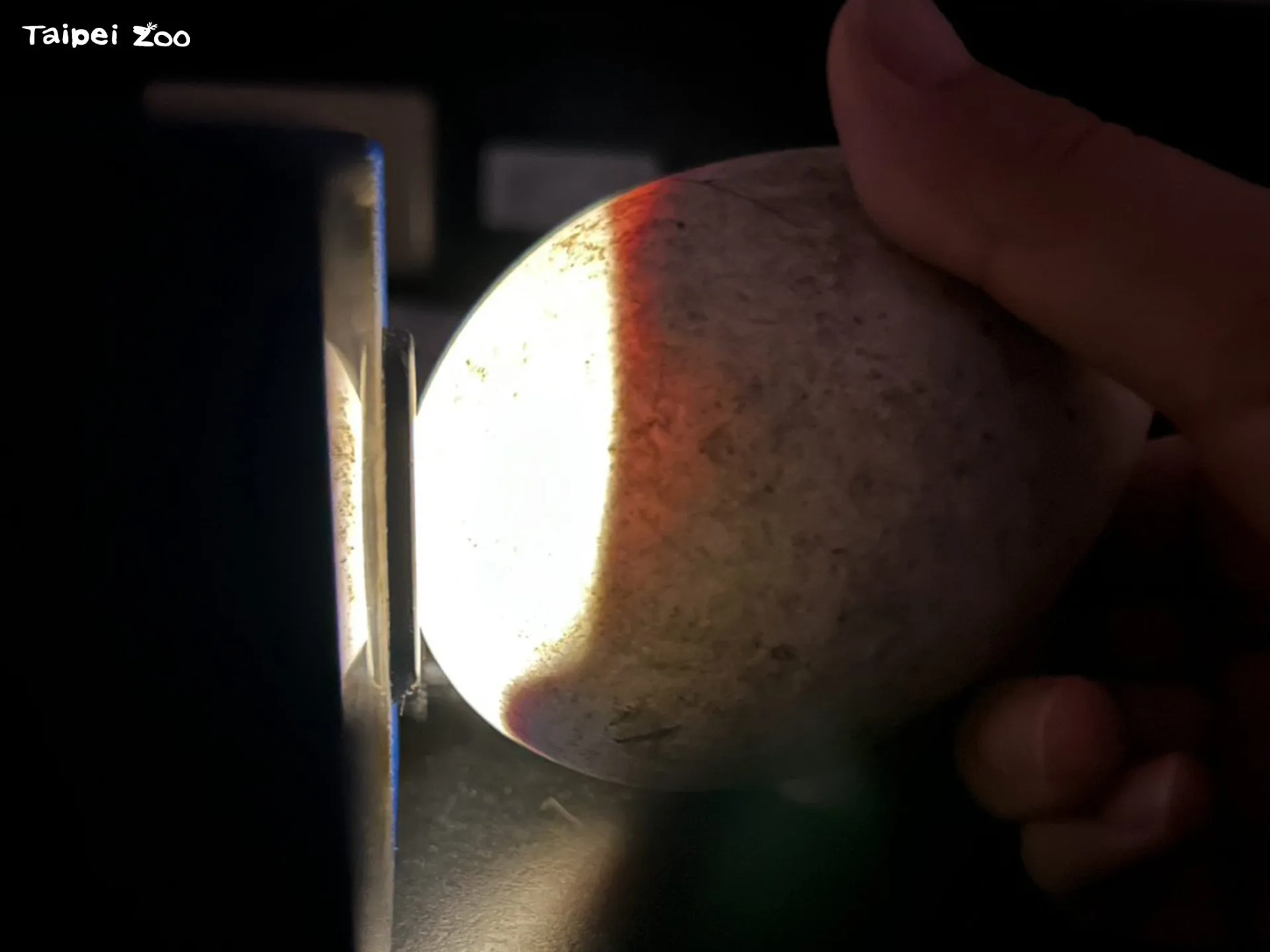 保育員們換蛋檢查，以確認是否有機會孵化，經照蛋檢查後確認是一顆受精卵將有機會孵化出雛鳥。臺北市立動物園提供