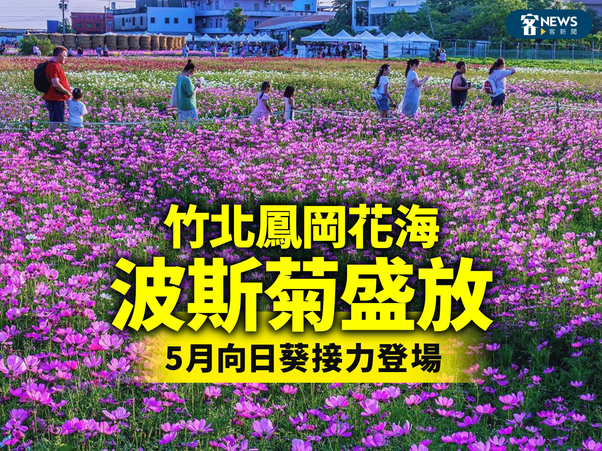 竹北鳳岡花海波斯菊盛放　5月向日葵接力登場