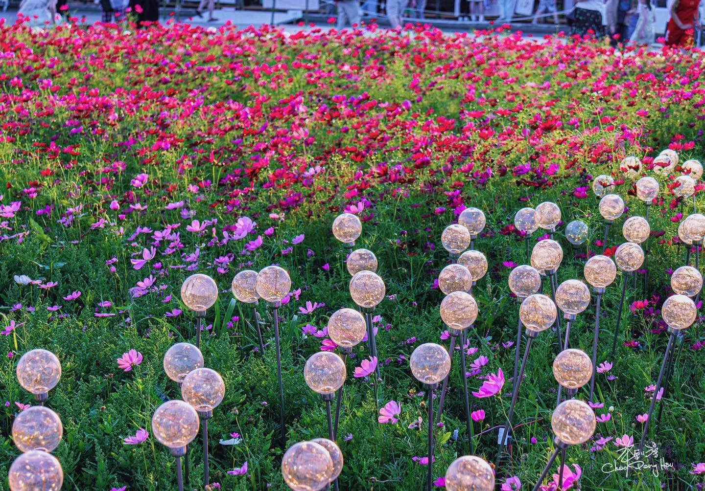 竹北鳳岡首波波斯菊花海盛放。竹北市公所提供