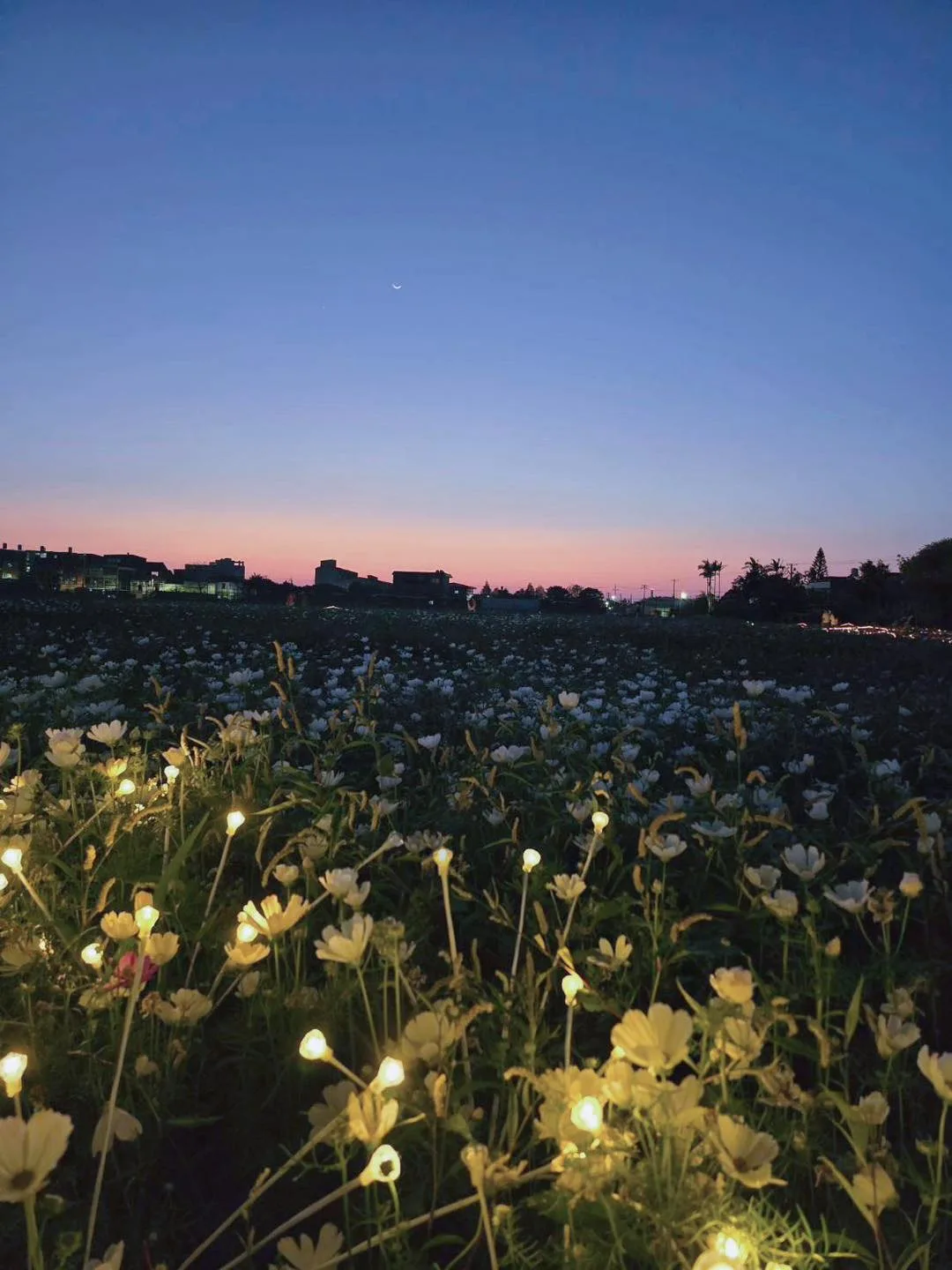 竹北鳳岡首波波斯菊花海盛放。竹北市公所提供