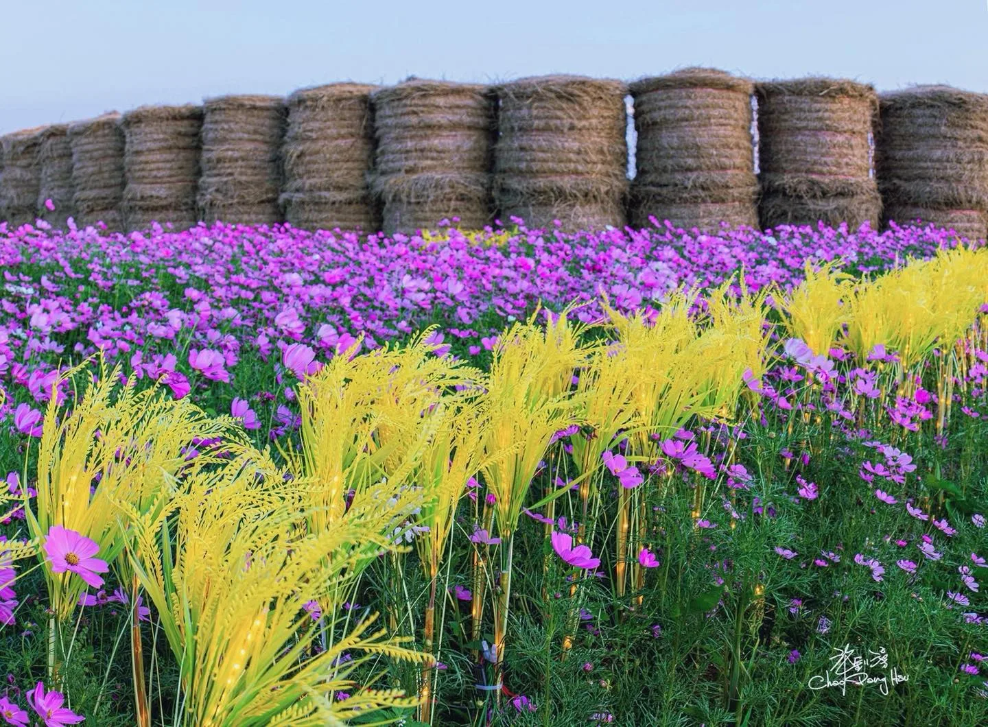 竹北鳳岡首波波斯菊花海盛放。竹北市公所提供