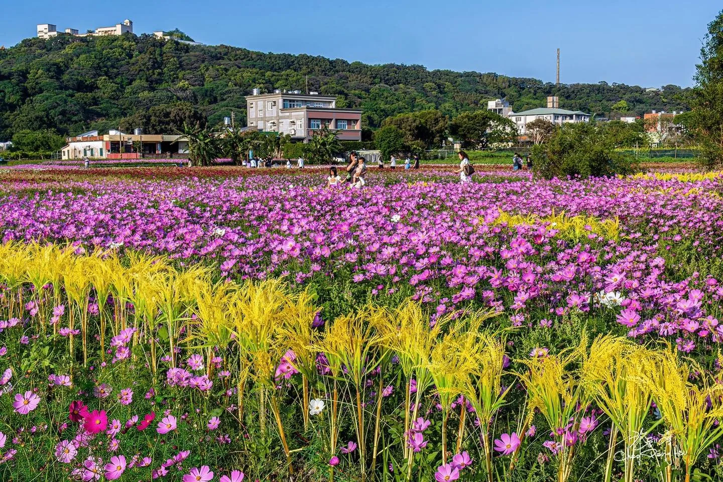 竹北鳳岡首波波斯菊花海盛放。竹北市公所提供