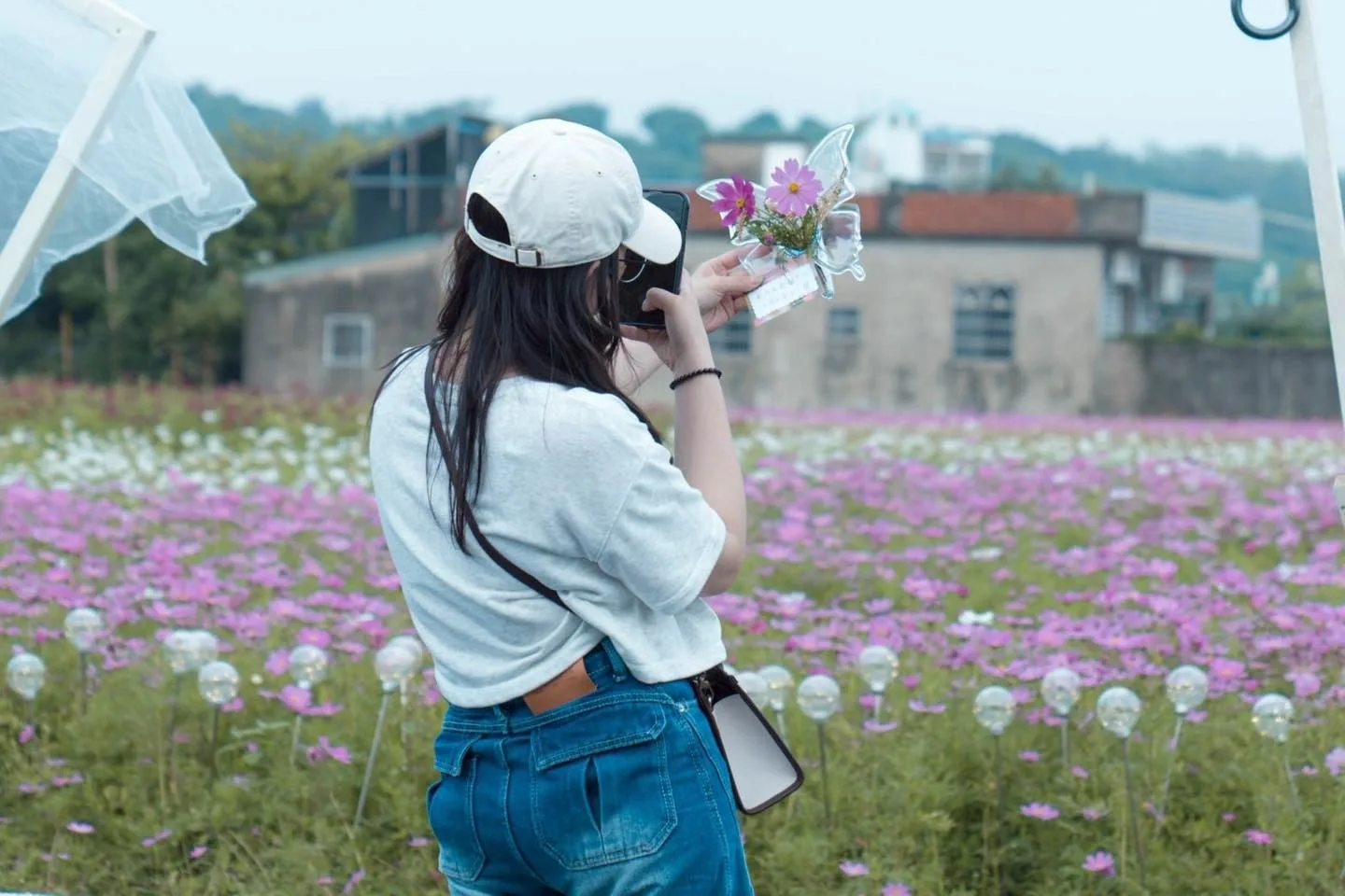 竹北鳳岡首波波斯菊花海盛放。竹北市公所提供