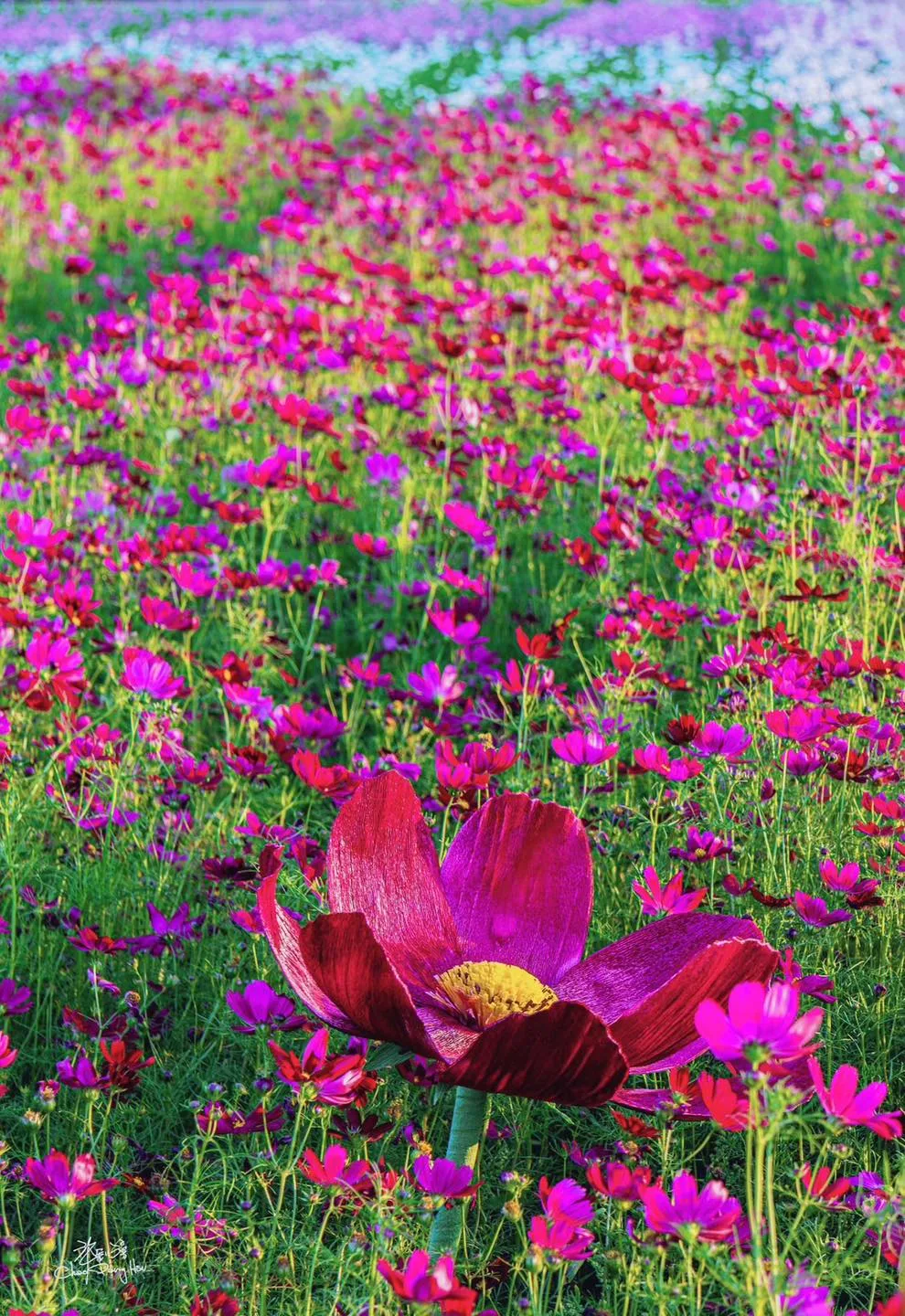 竹北鳳岡首波波斯菊花海盛放。竹北市公所提供