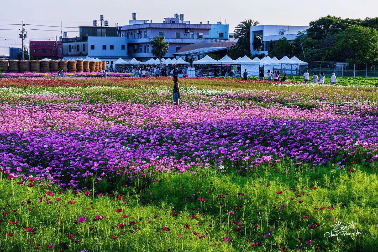 竹北鳳岡首波波斯菊花海盛放。竹北市公所提供
