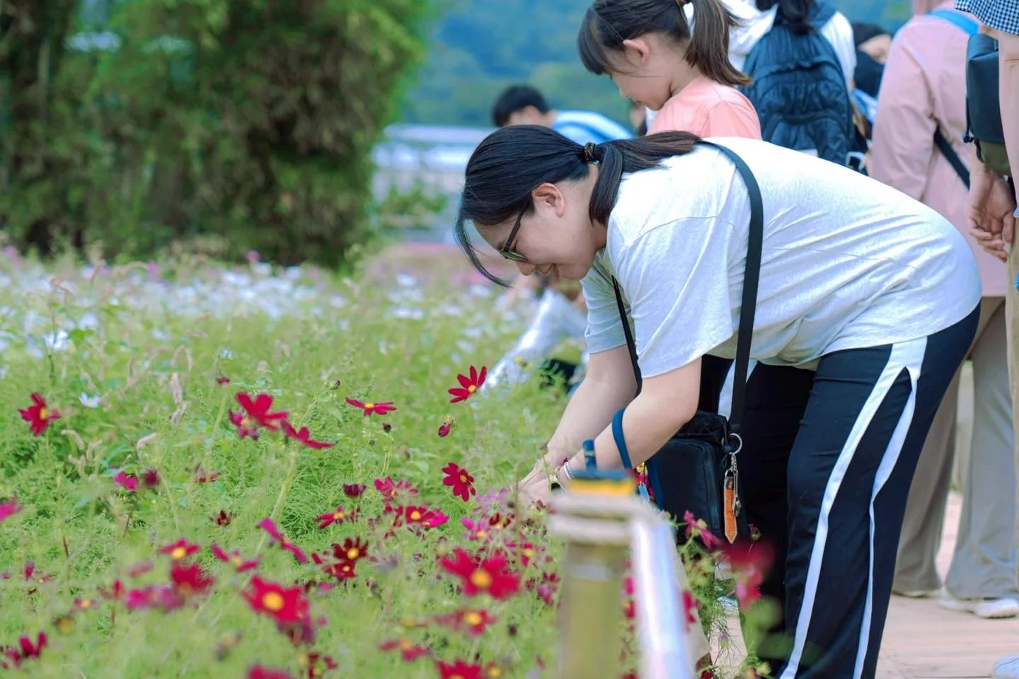 竹北鳳岡首波波斯菊花海盛放。竹北市公所提供