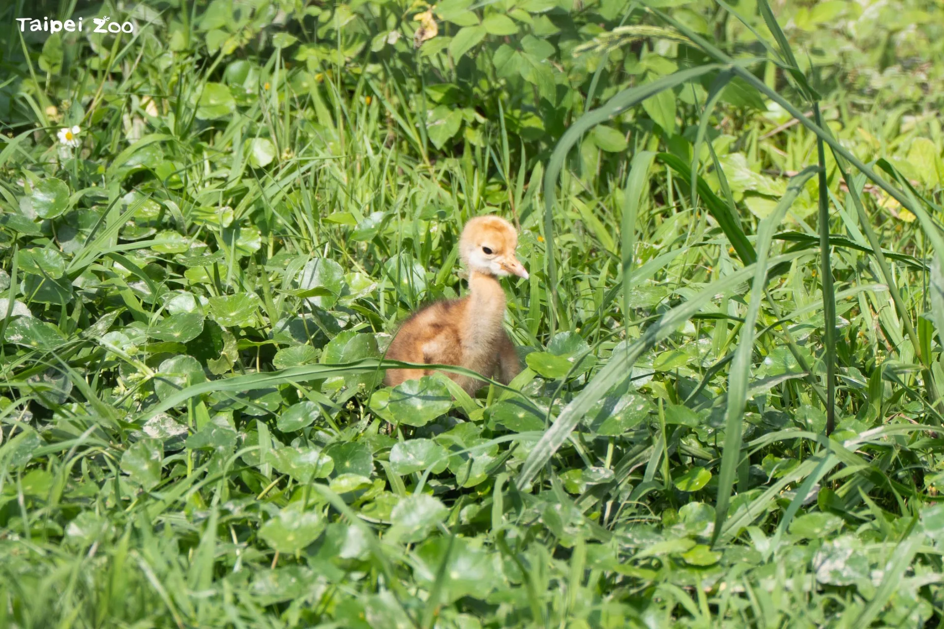 丹頂鶴「KIKA」與「BIG」在今(2026)年4月20日傳來好消息，繼2022年丹頂鶴「哩鶴」後，睽違4年再度成功孵化鶴寶寶。臺北市立動物園提供