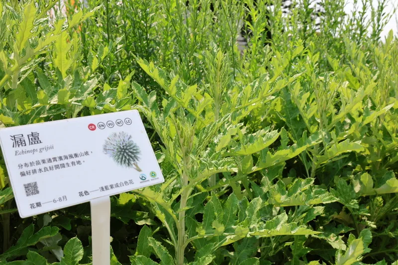 竹苗珍稀植物復育　通霄新埔打造示範基地