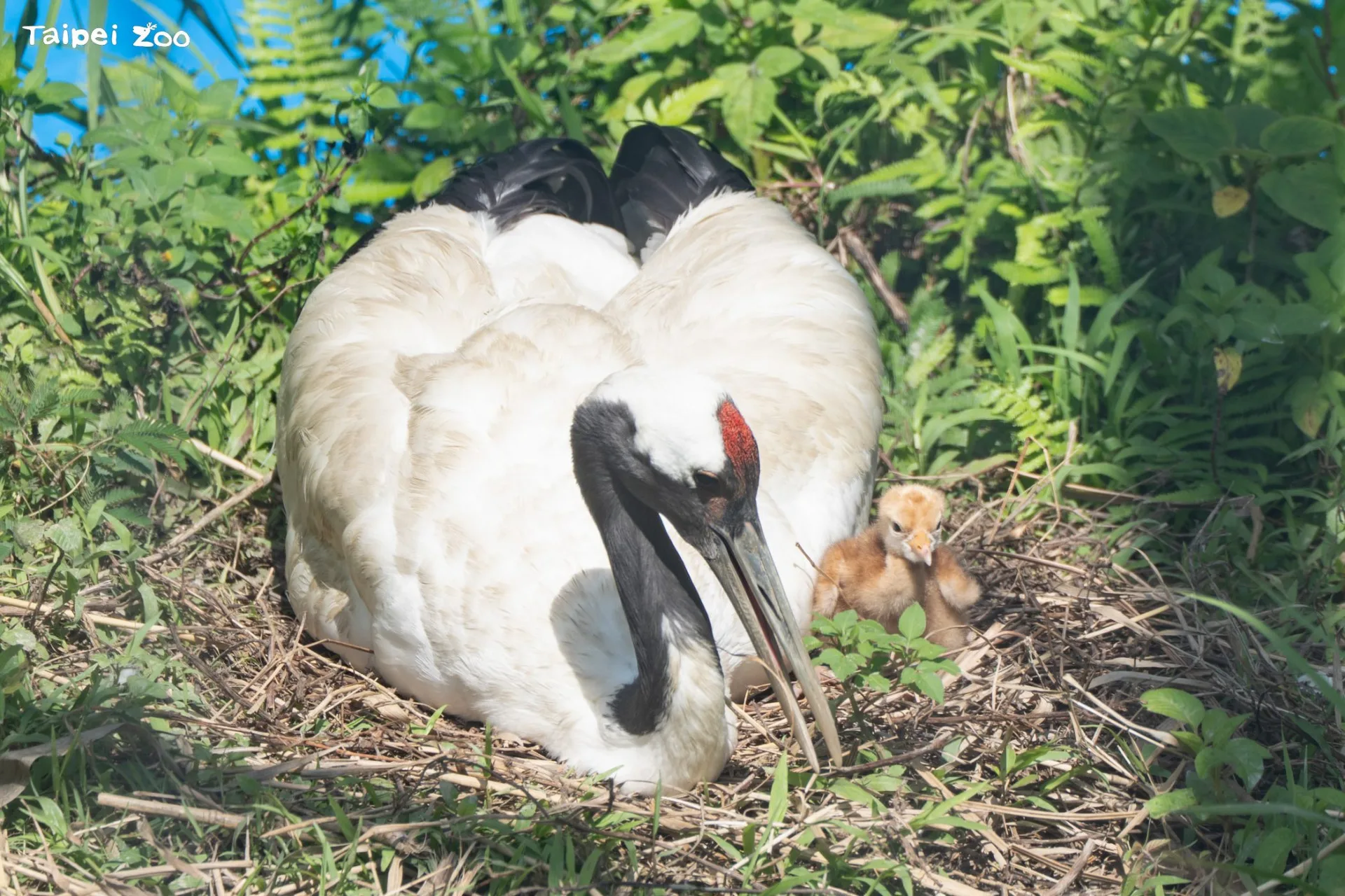 丹頂鶴「KIKA」與「BIG」在今(2026)年4月20日傳來好消息，繼2022年丹頂鶴「哩鶴」後，睽違4年再度成功孵化鶴寶寶。臺北市立動物園提供