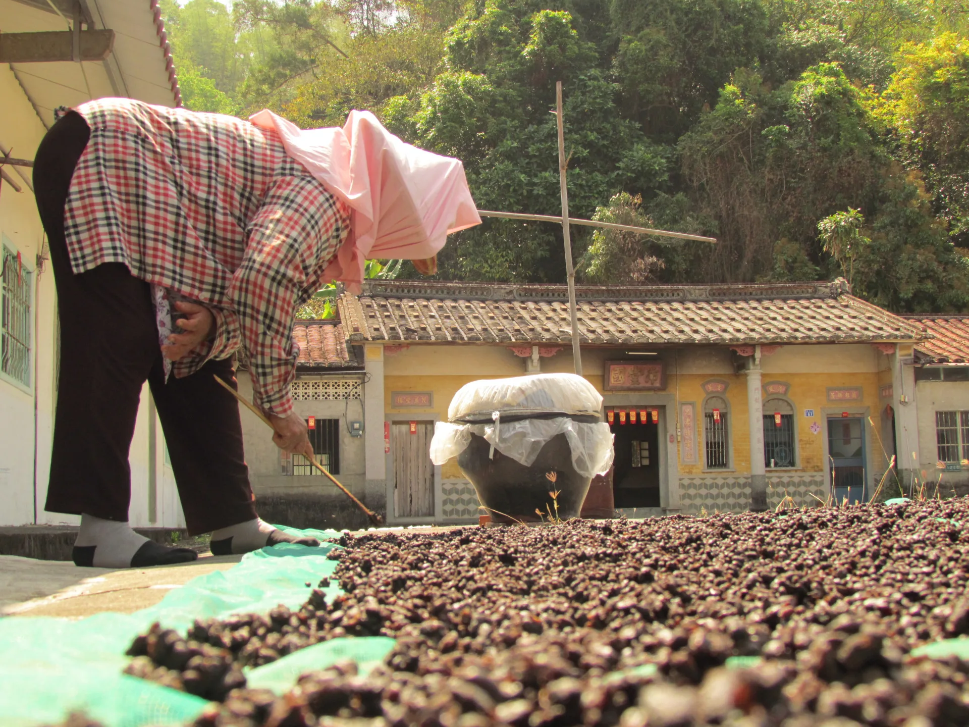 光仔伯姆曬黑豆豉。李慧宜攝
