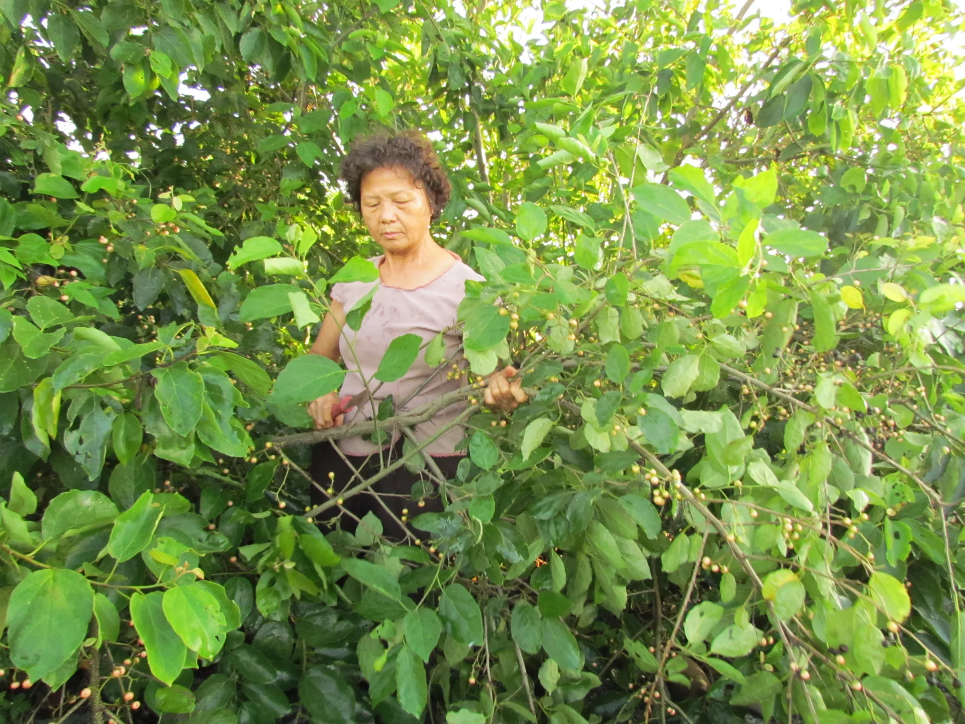 阿連姐採收對面烏時非常熟練。李慧宜攝