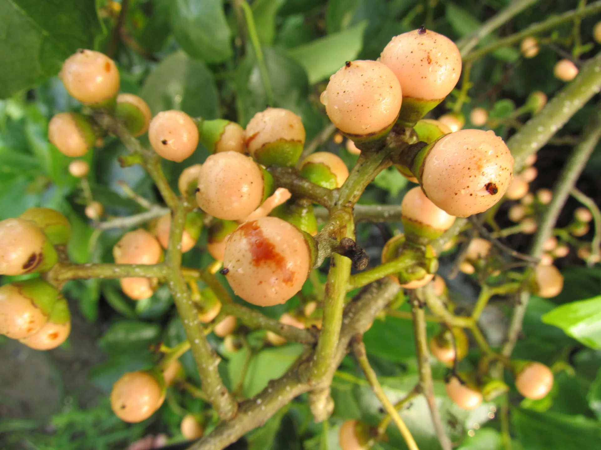 對面烏特寫。李慧宜攝