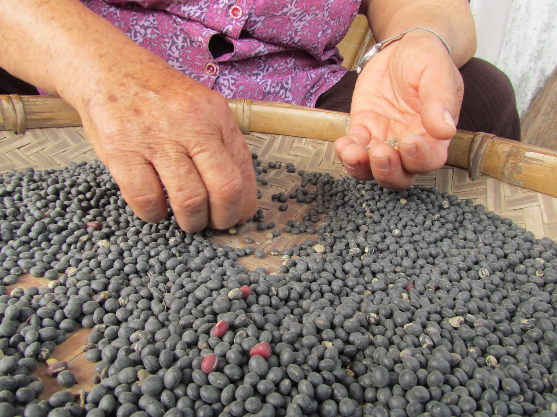 光仔伯姆挑黑豆。李慧宜攝