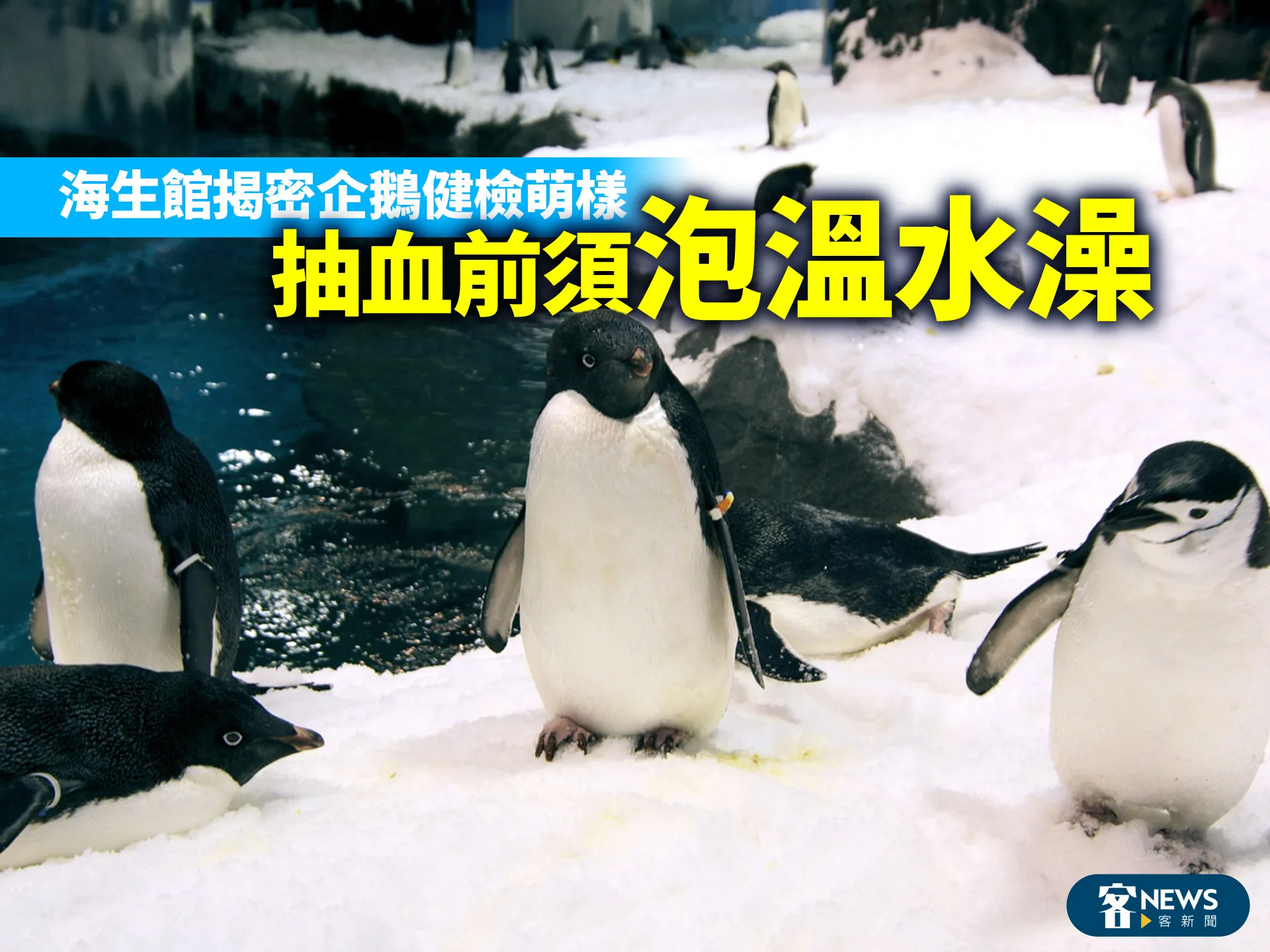 海生館揭密企鵝健檢萌樣　抽血前須「泡溫水澡」
