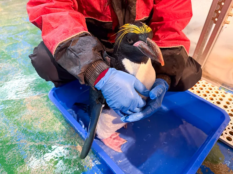 飼育員先讓馬可羅尼企鵝泡溫水，讓血管可以在皮膚表層更浮出一點，方便獸醫找到合適下針位置。海生館提供