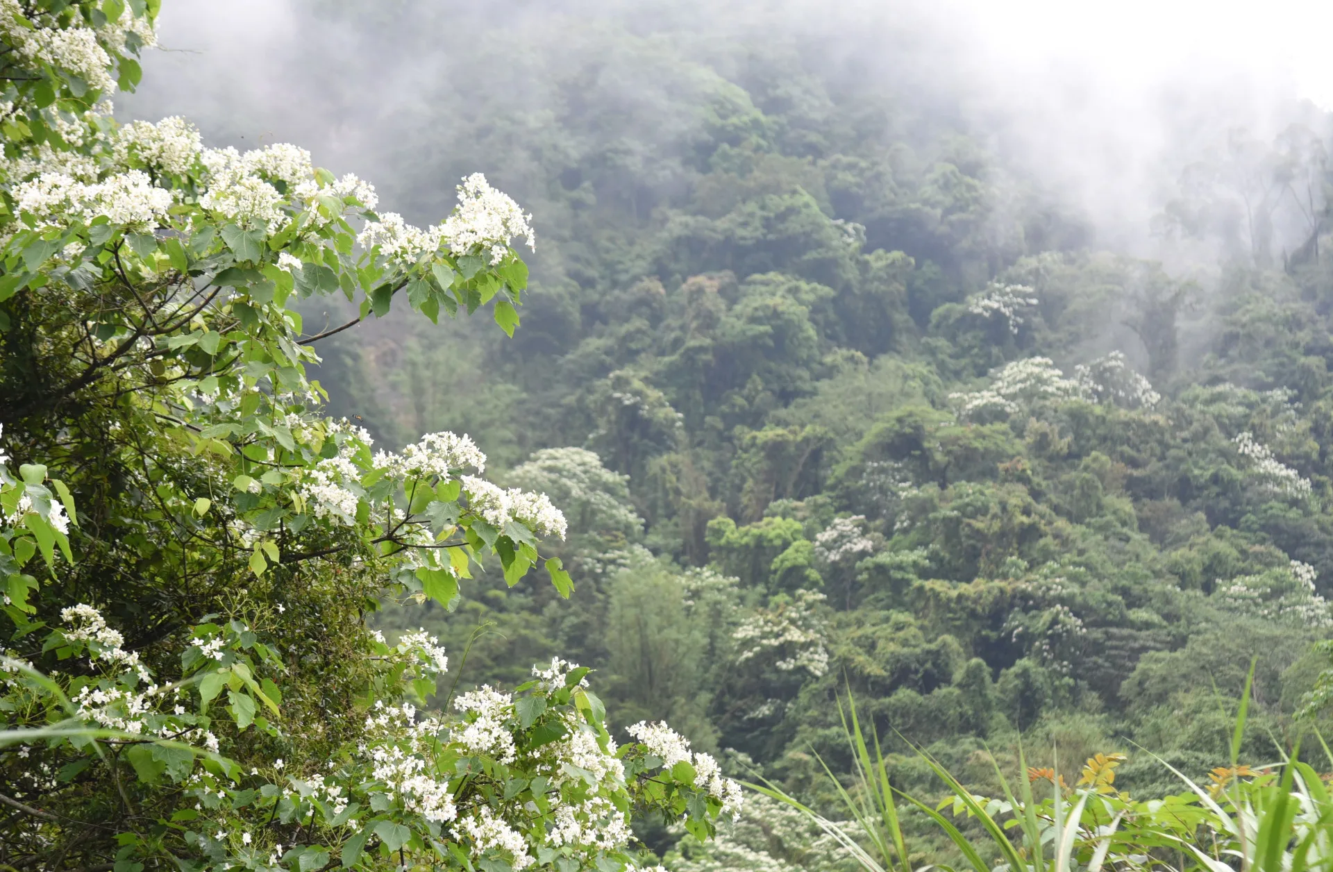 雲霧繚繞為滿山桐花更添浪漫。苗栗縣政府提供