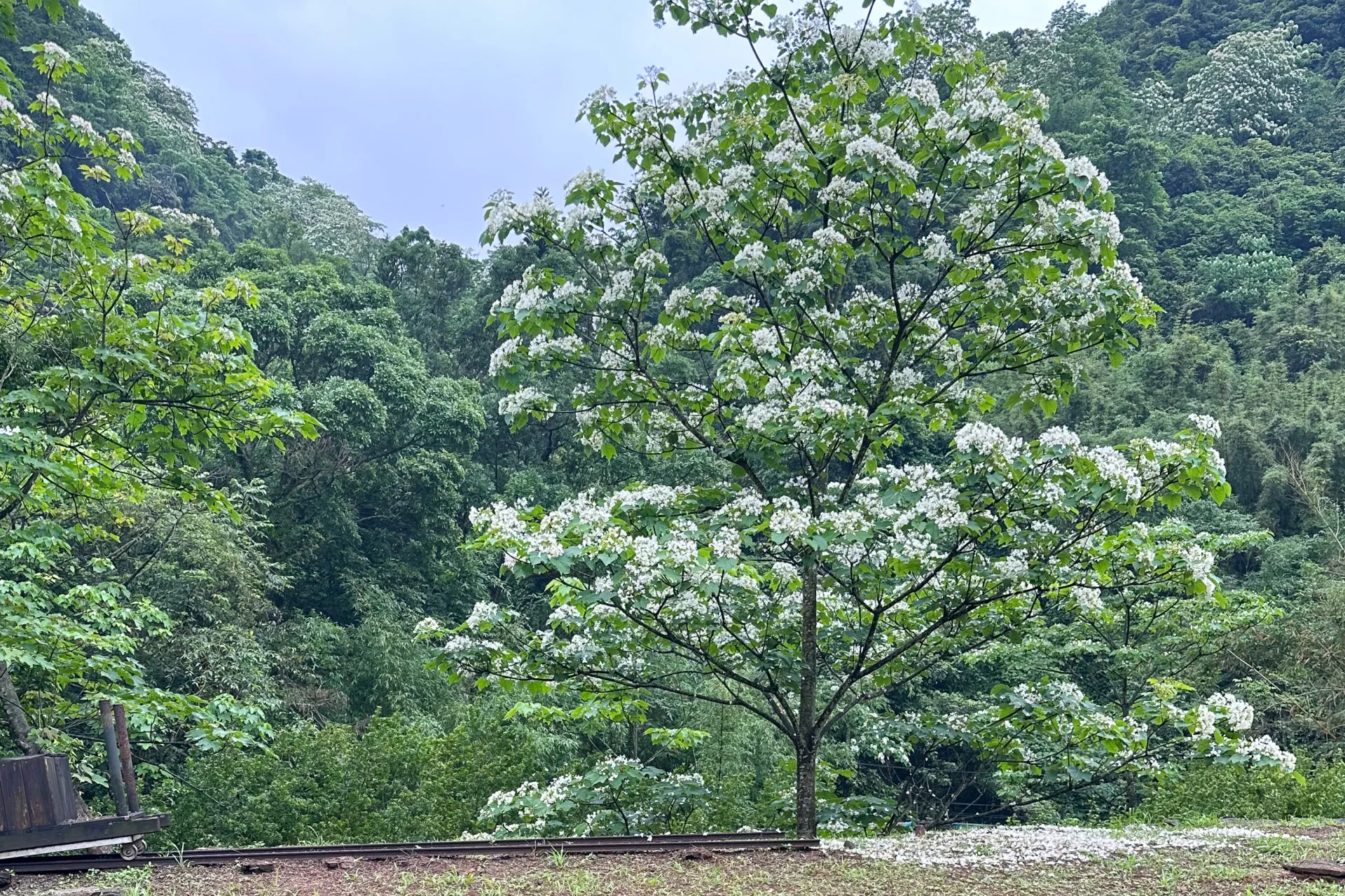 基隆瑪陵五月雪綻放　走訪「焦炭窯」桐花秘境小旅行