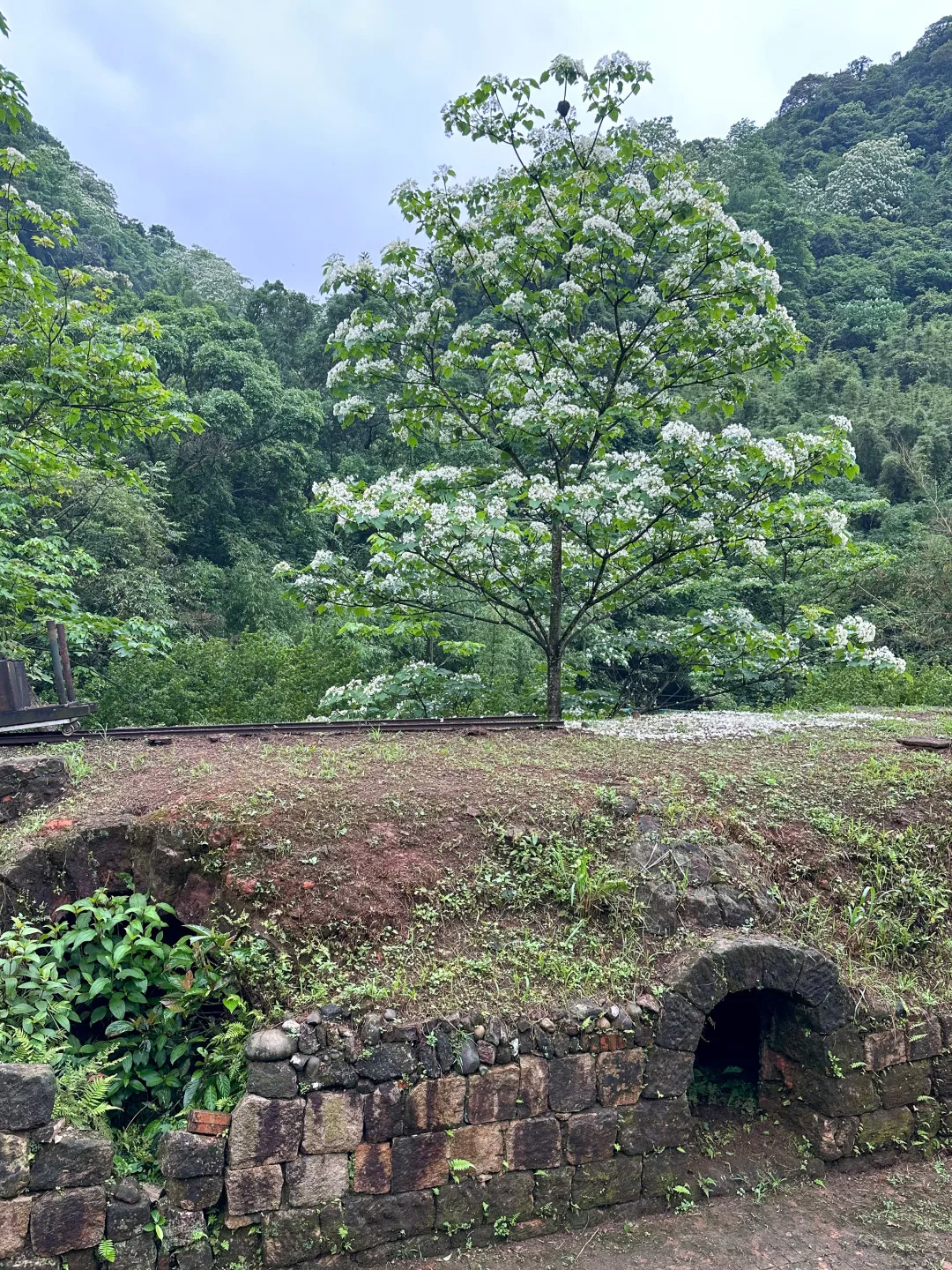 瑪陵「焦炭窯」上的桐花已經盛開。徐瑞琴提供
