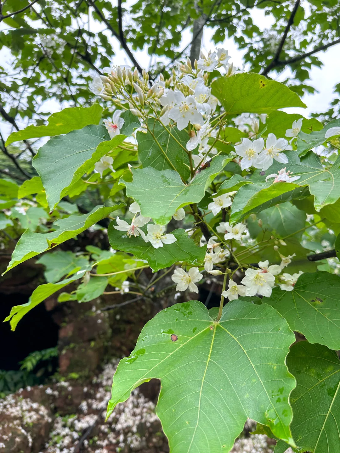 基隆七堵瑪陵地區的桐花已經盛開。徐瑞琴提供