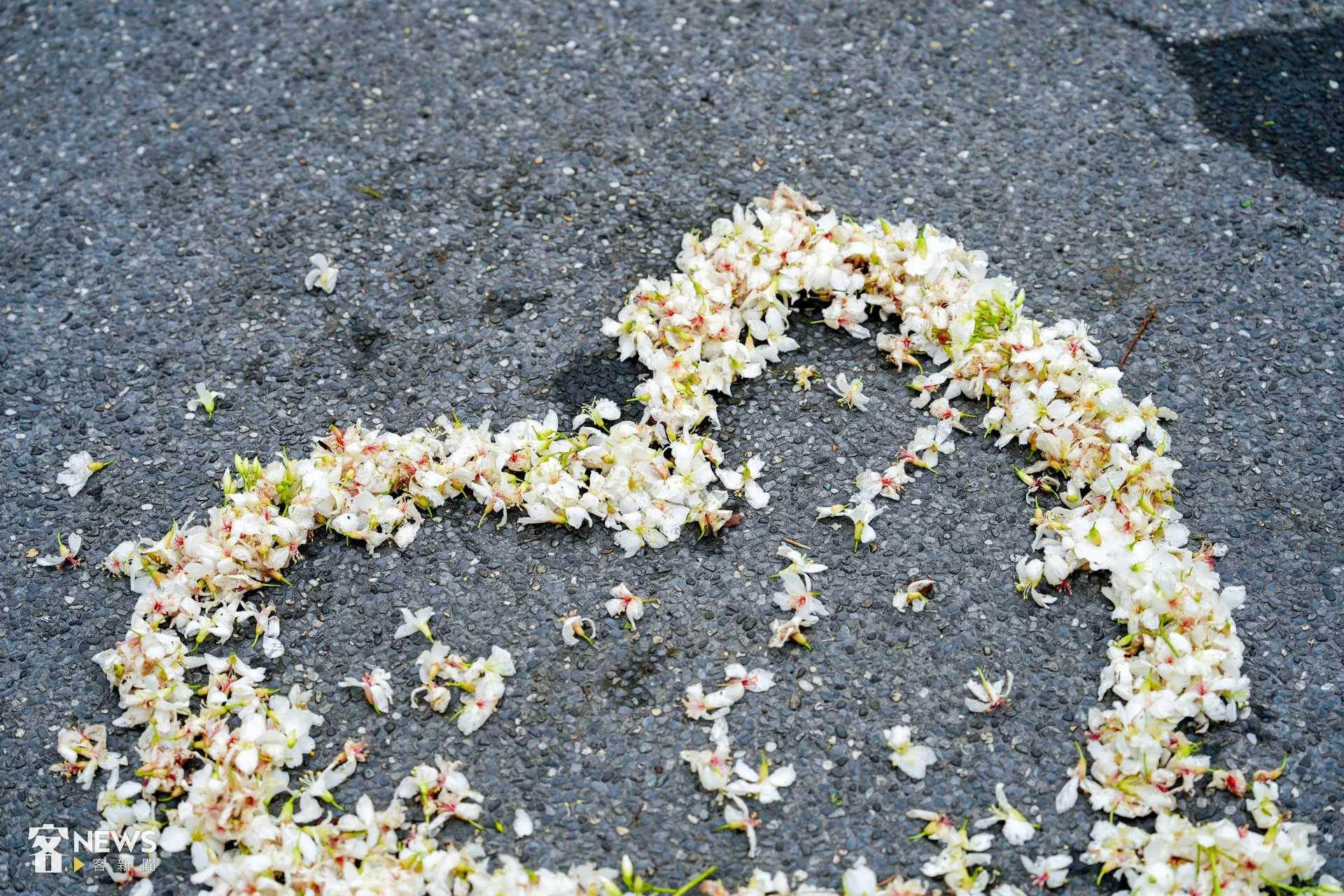 基隆七堵瑪陵地區的桐花已經盛開。李台源攝