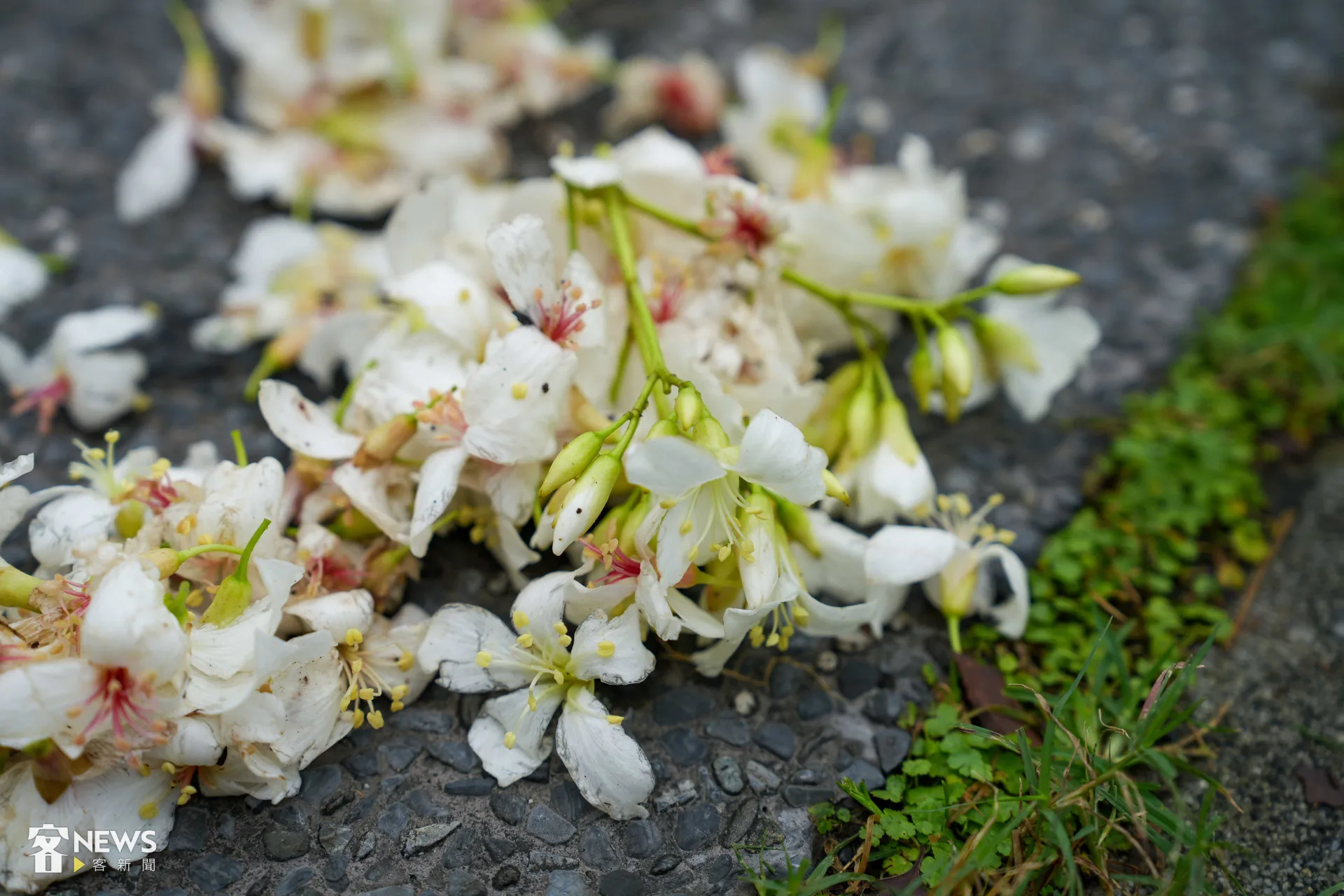 基隆七堵瑪陵地區的桐花已經盛開。李台源攝