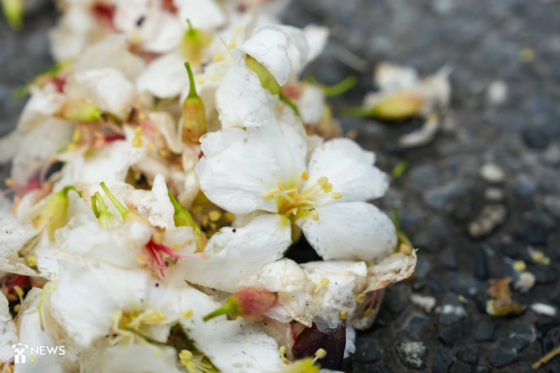 基隆七堵瑪陵地區的桐花已經盛開，部分已經掉落到地面。李台源攝