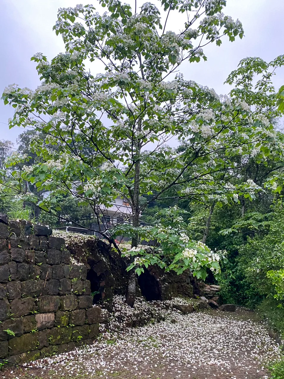 瑪陵坑焦炭窯的桐花已經盛開。林飛海提供