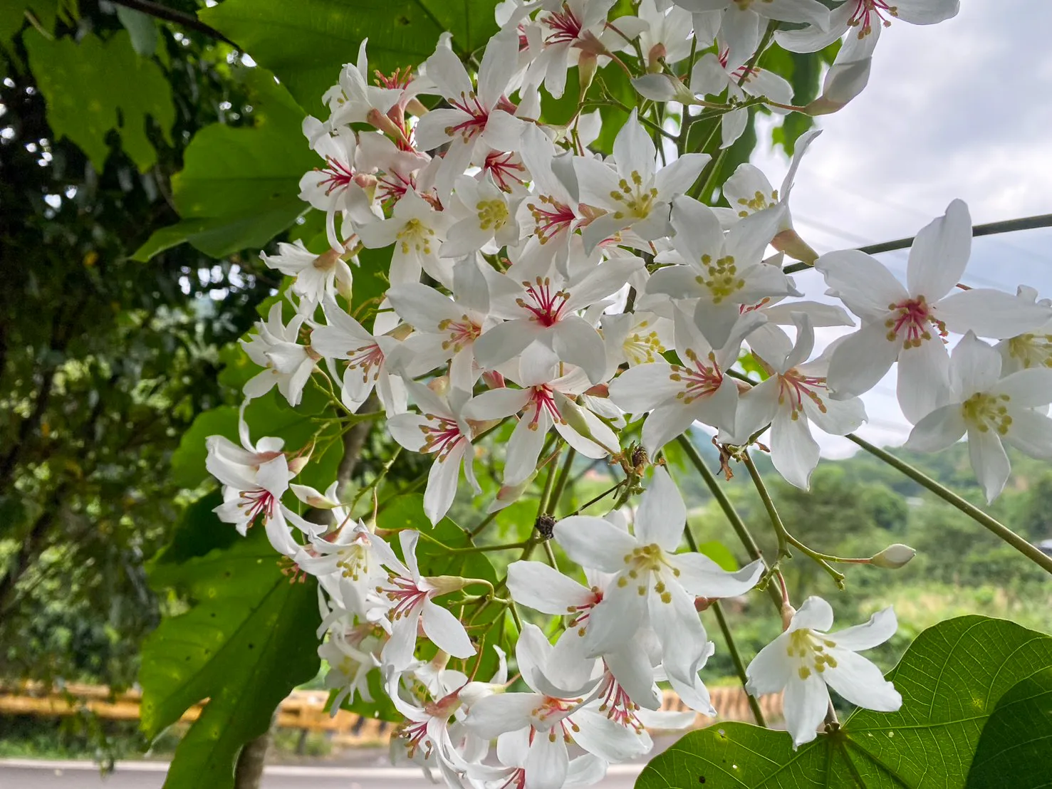 基隆瑪陵坑的桐花已經盛開。林飛海提供
