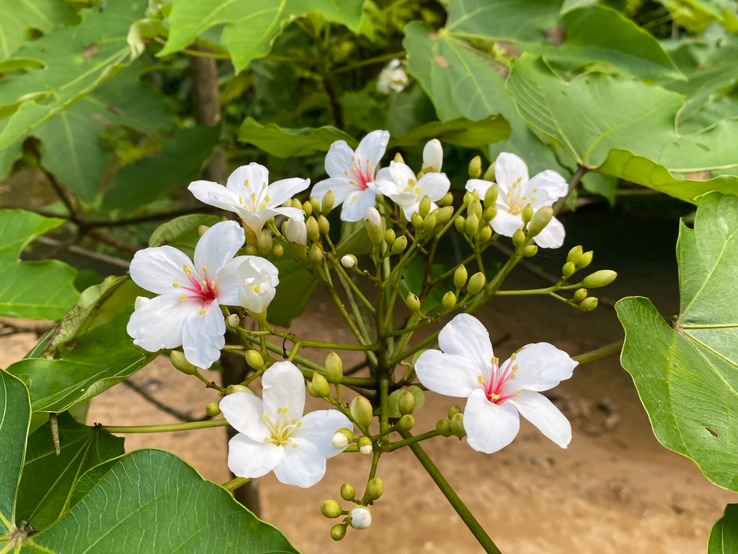 基隆瑪陵坑的桐花已經盛開。林飛海提供