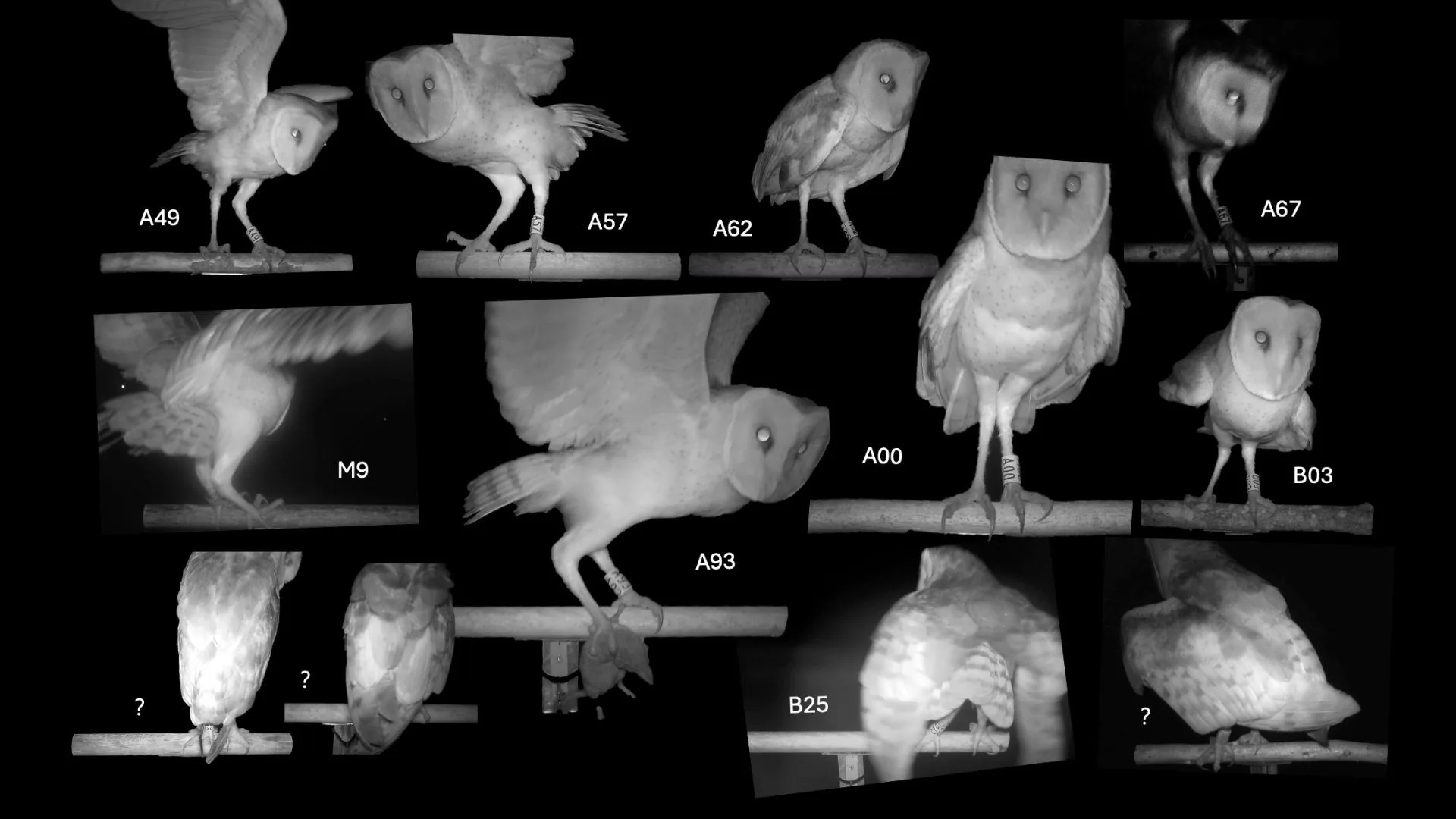 屏東推「生態薪水」守護草鴞 打造人與自然共存農地，多名農友成功紀錄草鴞活動。屏東縣政府提供