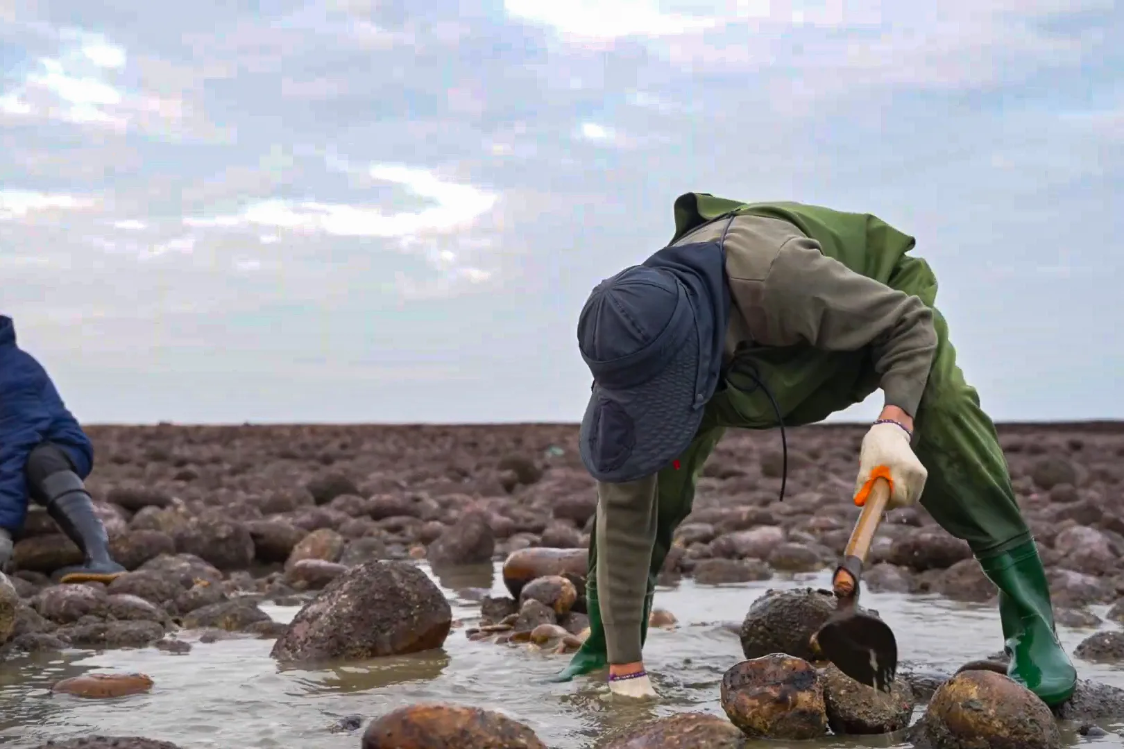 桃園石滬協會守護的蚵間石滬為代代相傳的家族滬。翻攝自Youtube影片榮譽步道師：桃園石滬協會