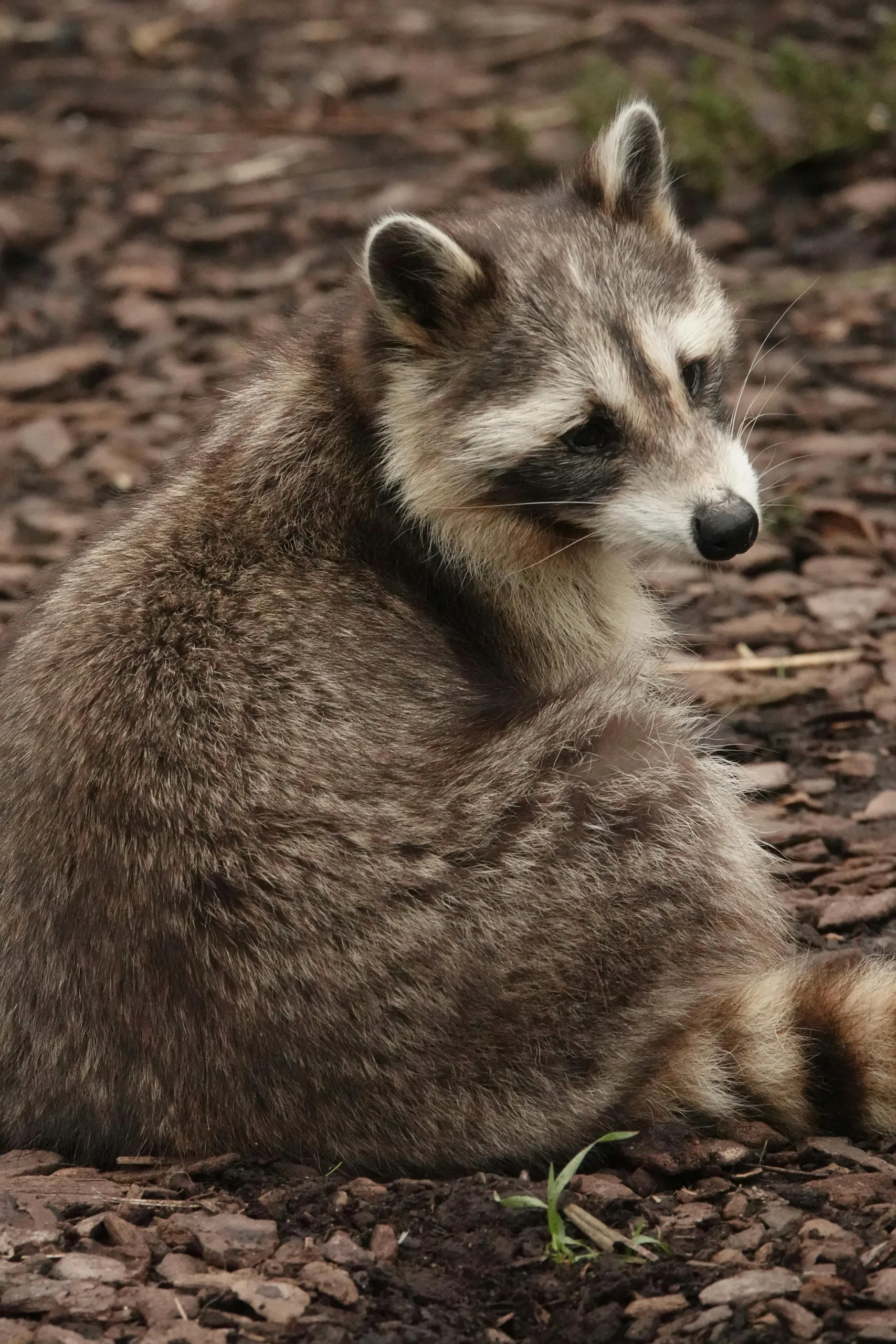 浣熊等飼主116年4月底前應登記　違者最高罰25萬元