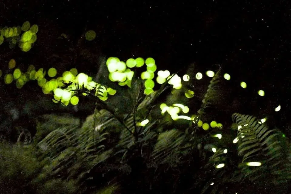 週末尞客庄看火焰蟲！內灣秘境導覽　行動支付滿額抽好禮