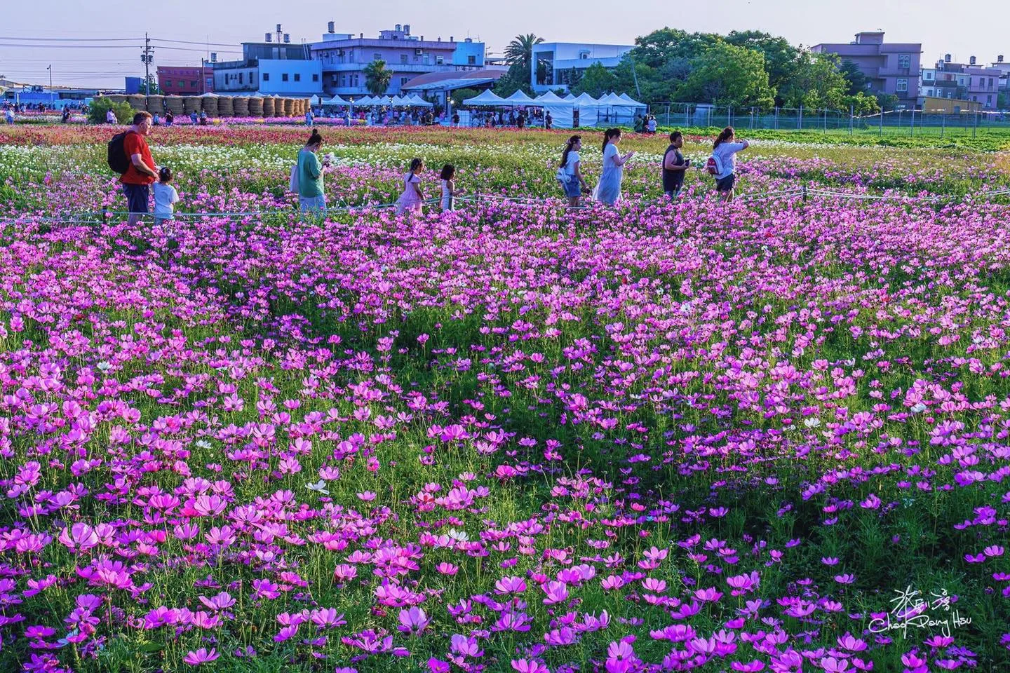 竹北鳳岡花海波斯菊盛放　5月向日葵接力登場