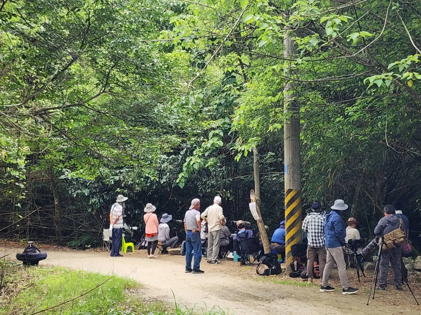 八色鳥連8年淺山育雛　八甲區公所：不引誘、不干擾、不破壞。台南市六甲區公所提供