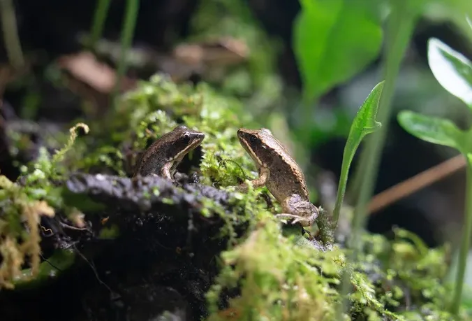 4/28拯救青蛙日　北市動物園成功域外復育2千隻魚池琴蛙